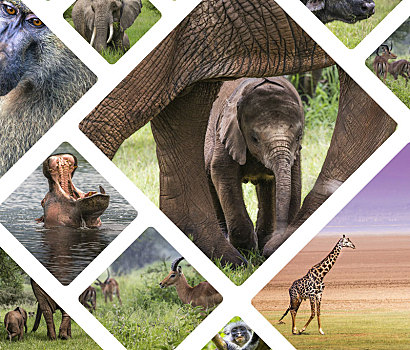 抽象拼贴画,动物,坦桑尼亚,旅行,背景,照片