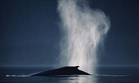 驼背鲸,大翅鲸属,鲸鱼,喷涌,阿拉斯加