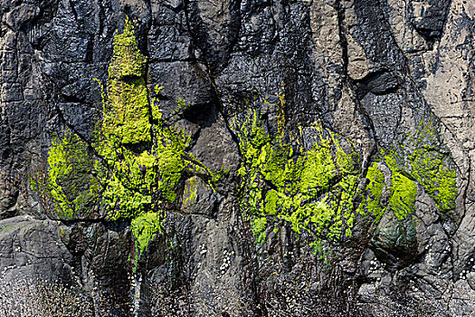 绿藻,石头,法罗群岛,丹麦,欧洲