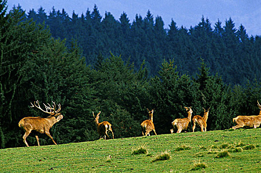 赤鹿,鹿属,鹿,雄性,女性