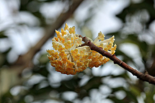 结香花,盛开