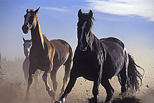 三个,马,跑,沙滩