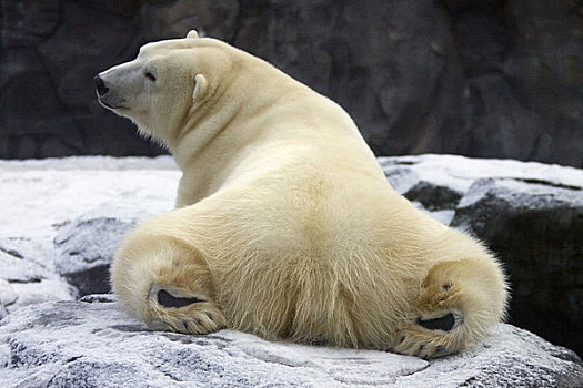 俘获,北极熊,肚子,后面,面对,室外,阿拉斯加