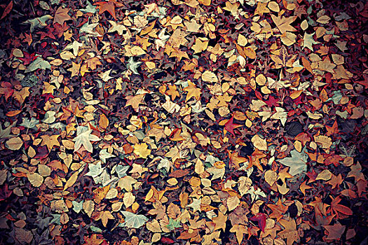 中央公园,秋天