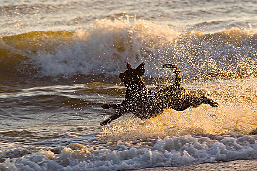 狗,跳跃,海滩,加利福尼亚
