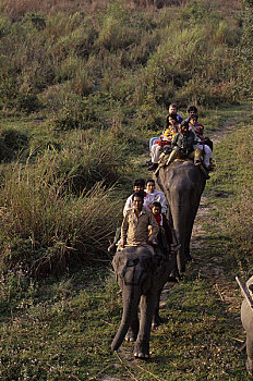 印度,阿萨姆邦,省,卡齐兰加国家公园,游客,大象