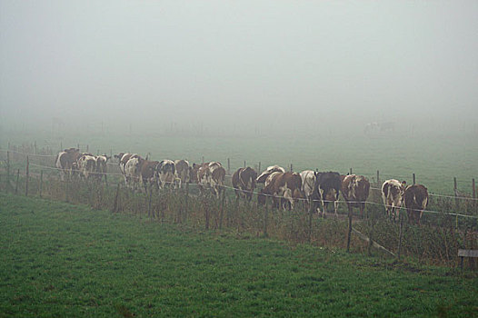 母牛,雾