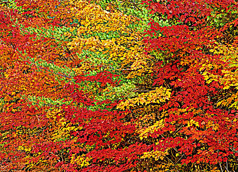 枫树,秋色,基拉尼省立公园,安大略省,加拿大