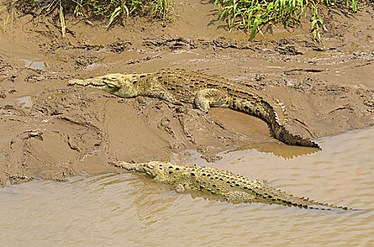 美洲,鳄鱼,鳄属,里奥格兰德,蓬塔雷纳斯省,哥斯达黎加,北美
