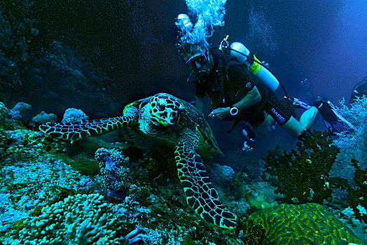 绿海龟,龟类,潜水,四王群岛,西巴布亚,印度尼西亚,亚洲