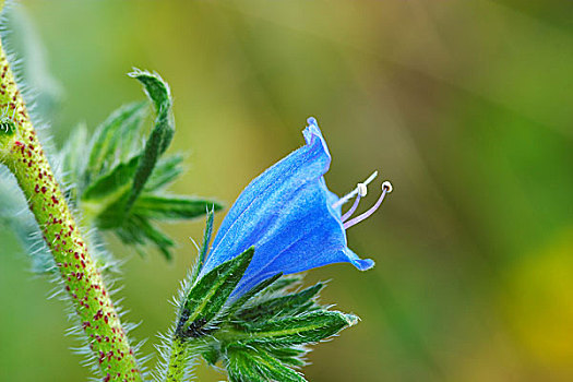花,蓝蓟属