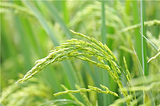 特写,绿色,稻田,水稻