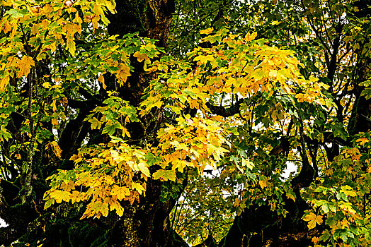 黄叶,大槭树,提洛尔