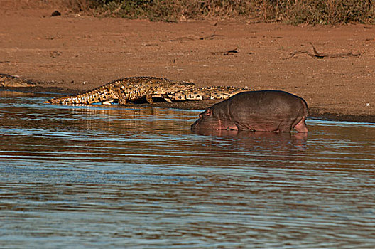 河马,尼罗鳄,一对,河边,河,克鲁格国家公园,南非