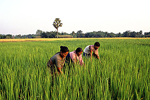 男人,女人,工作,一起,稻田,孟加拉