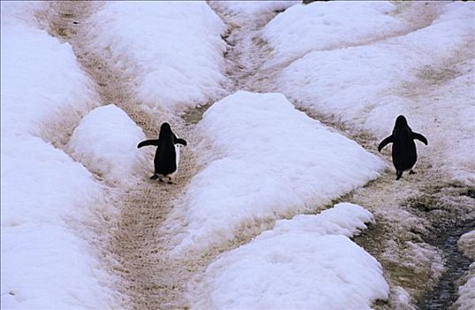 巴布亚企鹅,一对,走,破旧,小路,冰,港口,南极