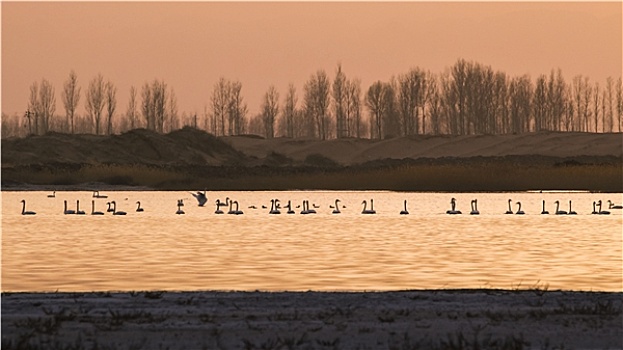 黄河湿地迁徙中的天鹅