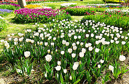 白色,郁金香,花,公园