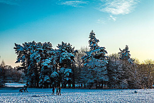 雪松