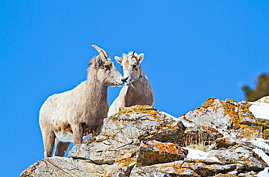 怀俄明,国家麋鹿保护区,大角羊,母羊,羊羔,依偎,悬崖