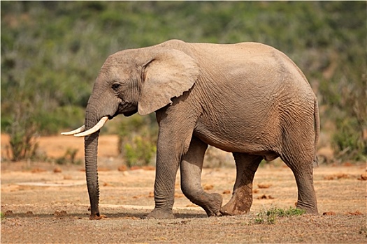 非洲象
