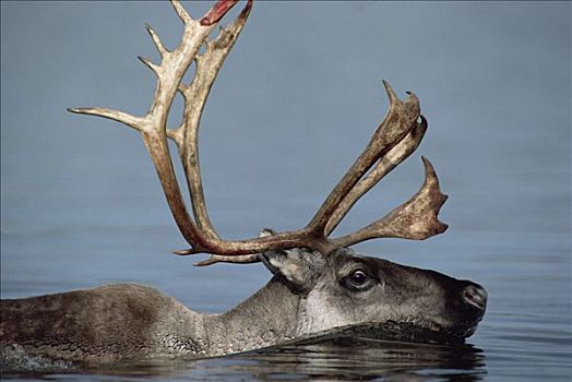 北美驯鹿,驯鹿属,游泳,河,迁徙,阿拉斯加
