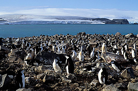 南极,企鹅,岛屿,帽带企鹅,生物群