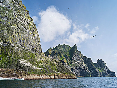 岛屿,群岛,苏格兰,北方,塘鹅,憨鲣鸟,全球,大幅,尺寸