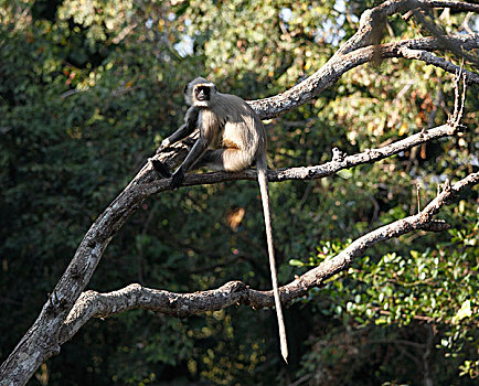 灰色,叶猴,哈奴曼,动物园,特里凡得琅,喀拉拉,印度,亚洲