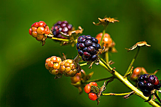 成熟,不熟,缅因,黑莓