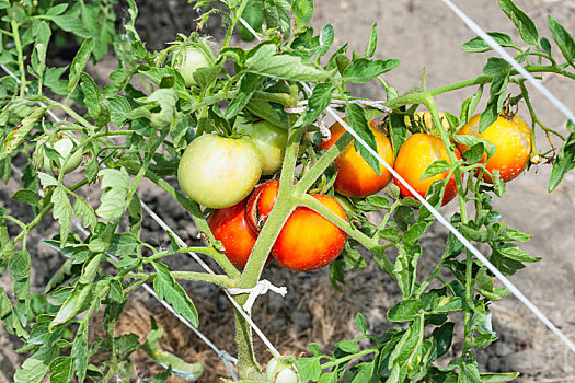 束,成熟,西红柿,灌木,花园