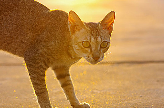 夕阳下的猫