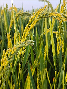 稻穗,露珠,优质稻米