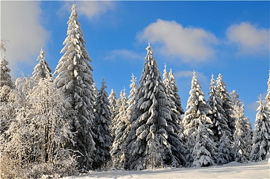 冬天,雪,风景,森林