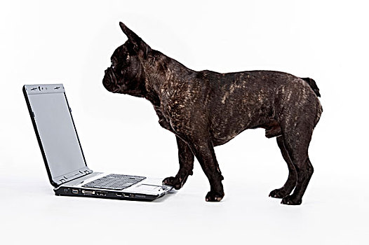 法国牛头犬,笔记本电脑