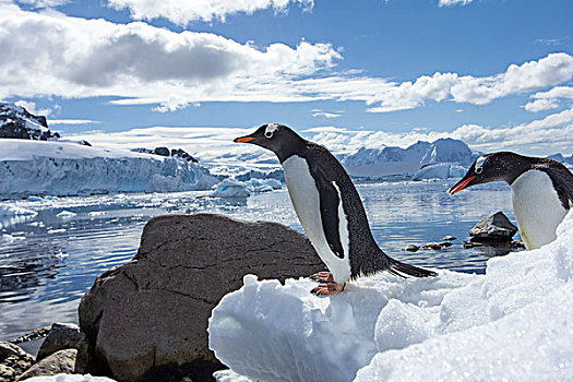 南极,岛屿,巴布亚企鹅,站立,雪堤,阳光