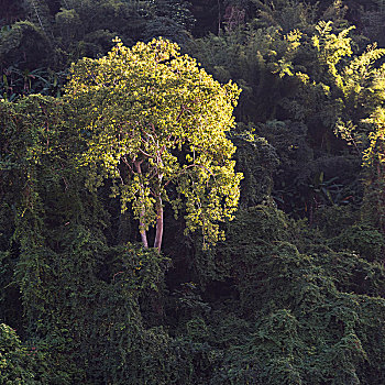 树,树林,省,老挝