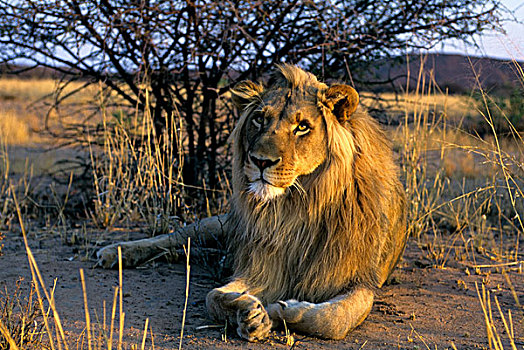 纳米比亚,雄性,狮子