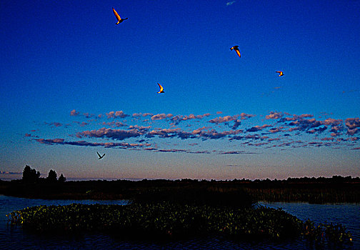 鸟,飞翔,上方,沼泽