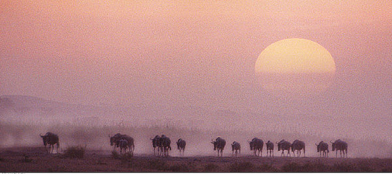 角马,迁徙,日落,安伯塞利国家公园,肯尼亚,非洲