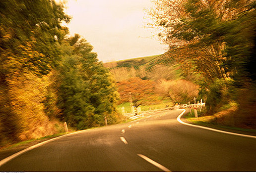 道路,树,北岛,新西兰