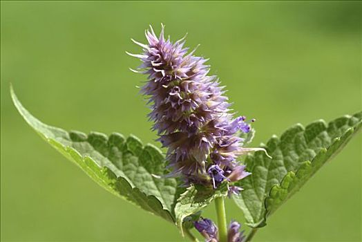 茴香属,草药