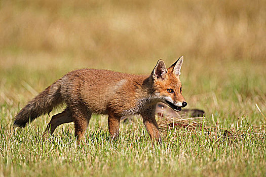 红狐,狐属,小猫,3个月,老,巴伐利亚,德国,欧洲