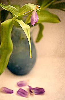 花瓶,萎蔫,郁金香