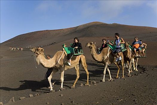 旅游,单峰骆驼,蒙大拿,山峦,蒂玛法雅国家公园,兰索罗特岛,加纳利群岛,西班牙,欧洲
