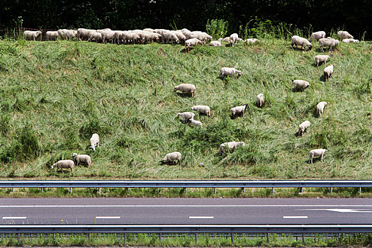 绵羊,放牧,侧面,公路