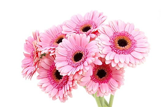 粉色,大丁草,花