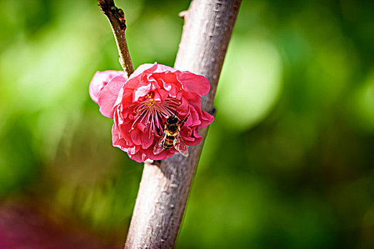 碧桃花