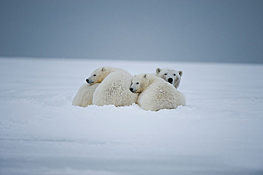 北极熊,母熊,幼兽,休息,浮冰,区域,北极,阿拉斯加,冬天