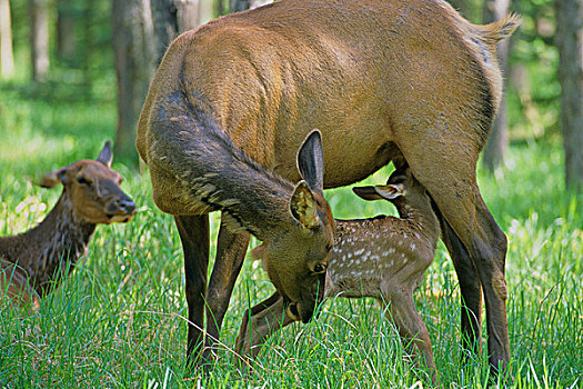 麋鹿,鹿属,鹿,雌性,哺乳,幼兽,艾伯塔省,加拿大